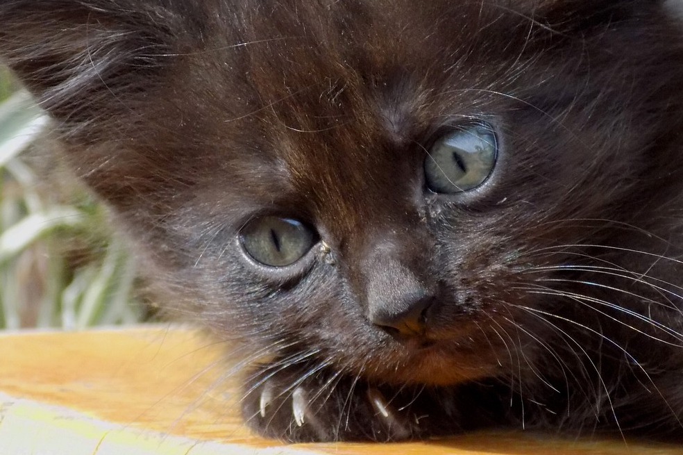 Chapinero: vecinos denuncian abandono de setenta gatos en apartamento de conjunto