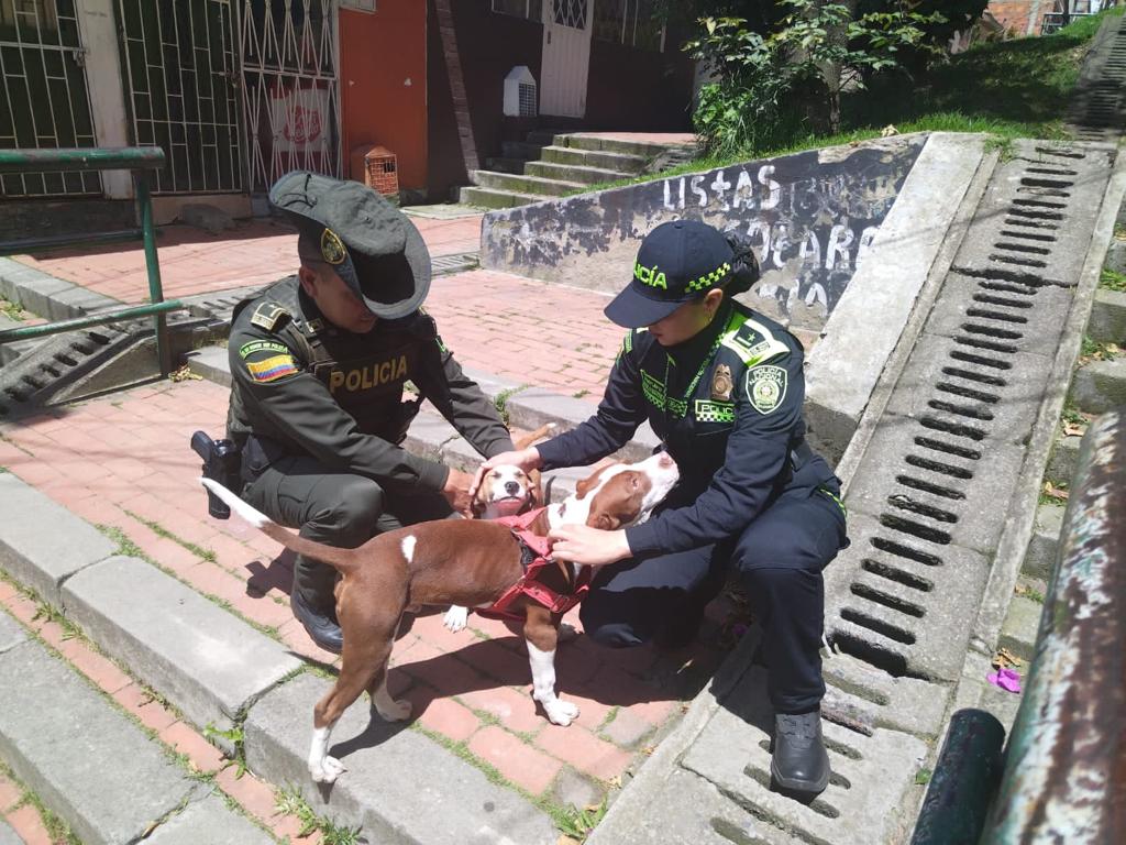 Usme: Policía rescata a dos cachorros pitbull que eran maltratados por su dueño