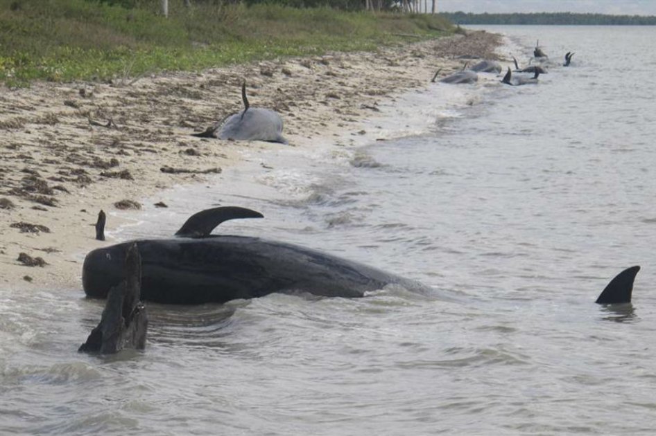 Ballenas varadas cerca a la costa del Parque Nacional Everglades, en Florida (EE.UU.). Según fuentes oficiales, algunas de las ballenas han muerto.