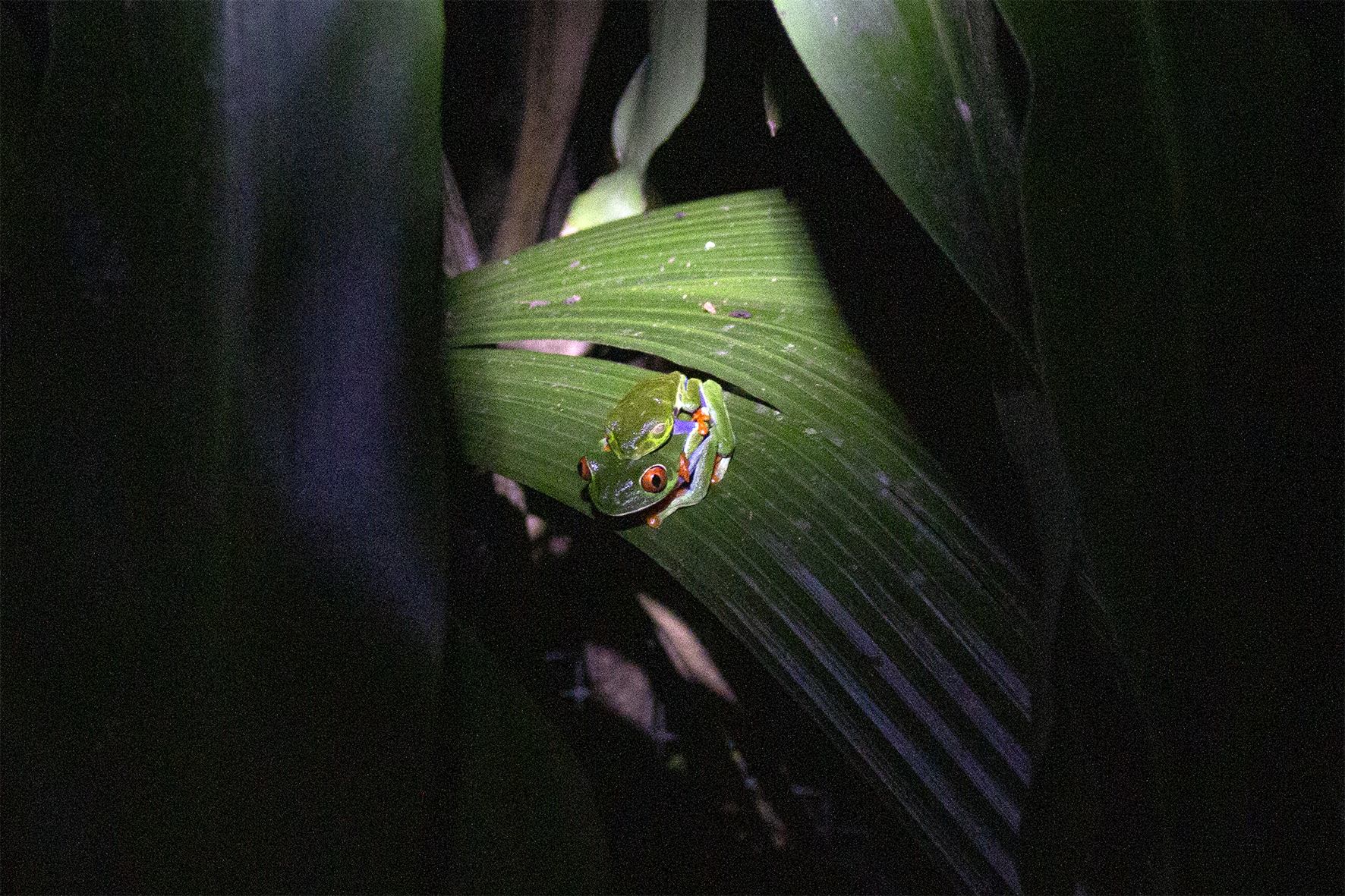 Amplexo axilar en Agalychnis callidryas. El macho (generalmente más pequeño) abraza a la hembra por la espalda, estimulando la liberación de óvulos que él fecundará externamente al mismo tiempo. En Costa Rica, esta danza reproductiva ocurre típicamente durante las primeras lluvias intensas, cuando las parejas descienden del dosel para depositar sus huevos en las hojas que cuelgan sobre los cuerpos de agua. Al eclosionar, los renacuajos caerán directamente al líquido. Un ritual sincronizado con la naturaleza más exigente.