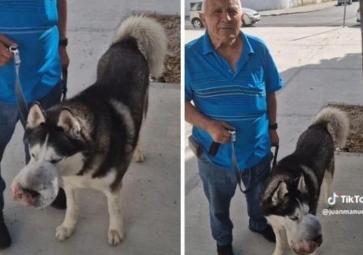 Salvan a Rex, perrito con un tumor que nadie quería operar por su difícil estado