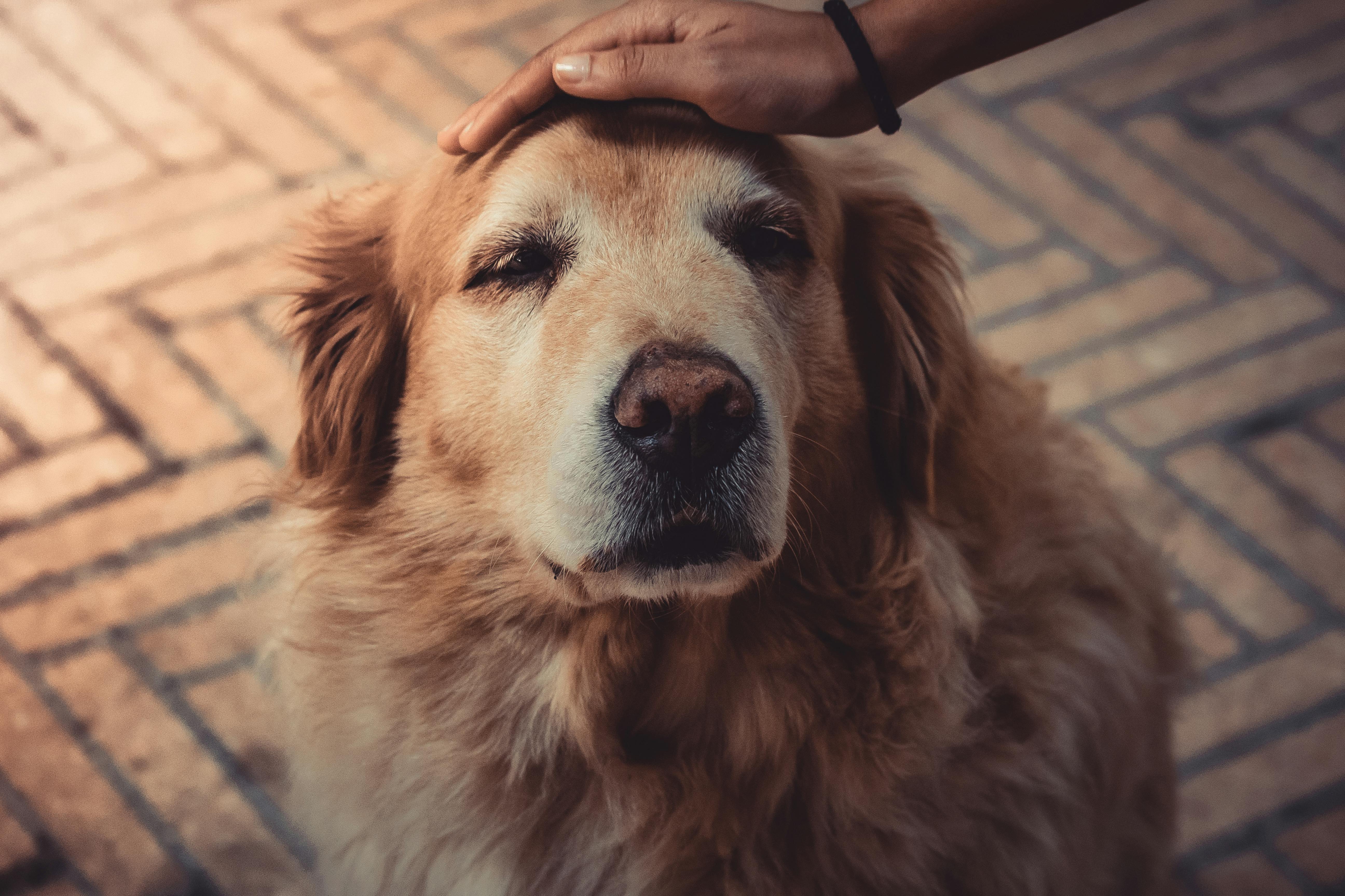 Lulu, una perrita vieja y ciega que estaba perdida, se reúne de nuevo con su familia