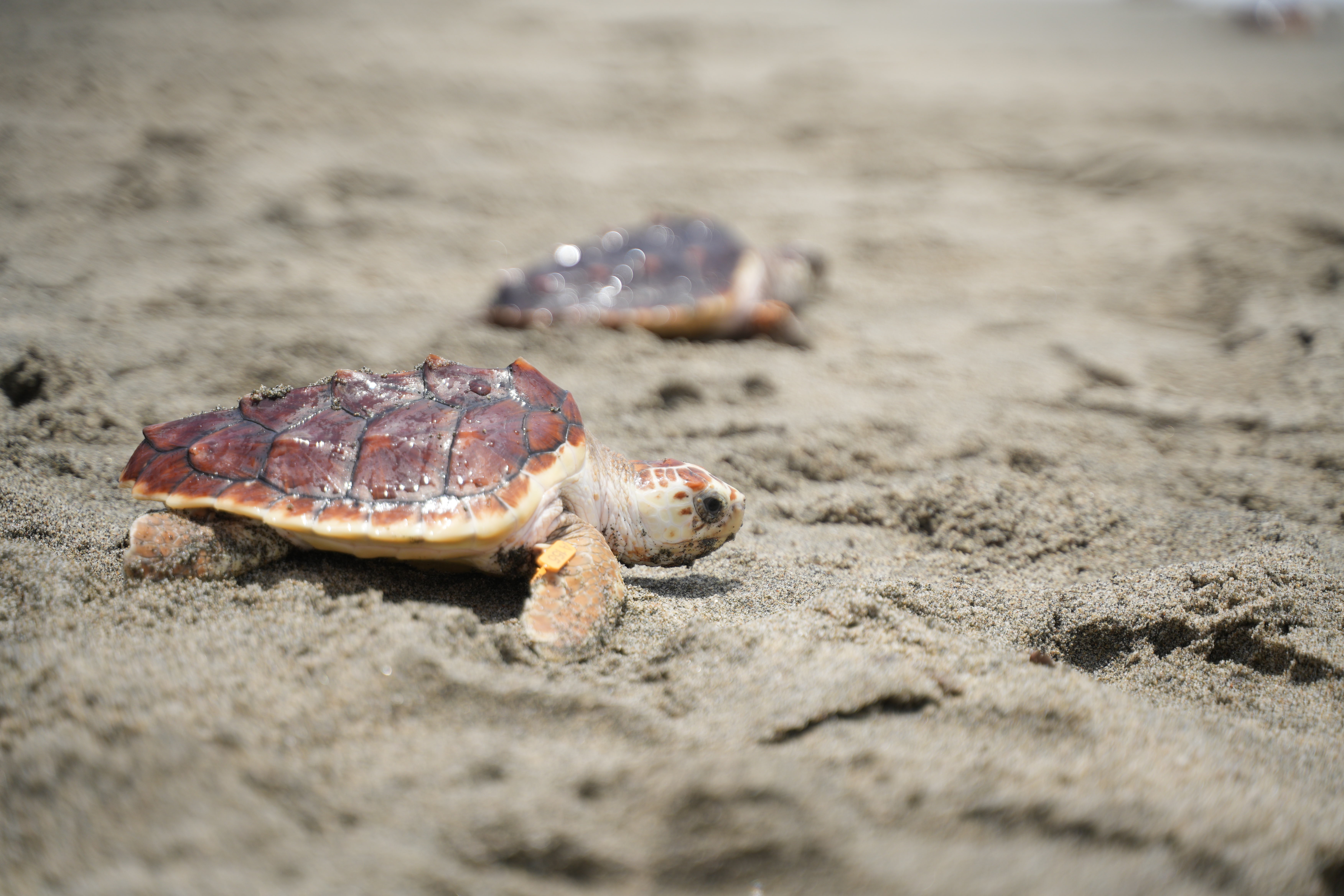 Casi todas las especies de tortugas marinas que hay en el mundo se encuentran en algún grado de amenaza de extinción.