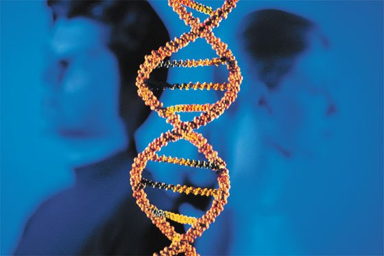 Descubren gen que posibilitará nuevas terapias para diabetes y obesidad