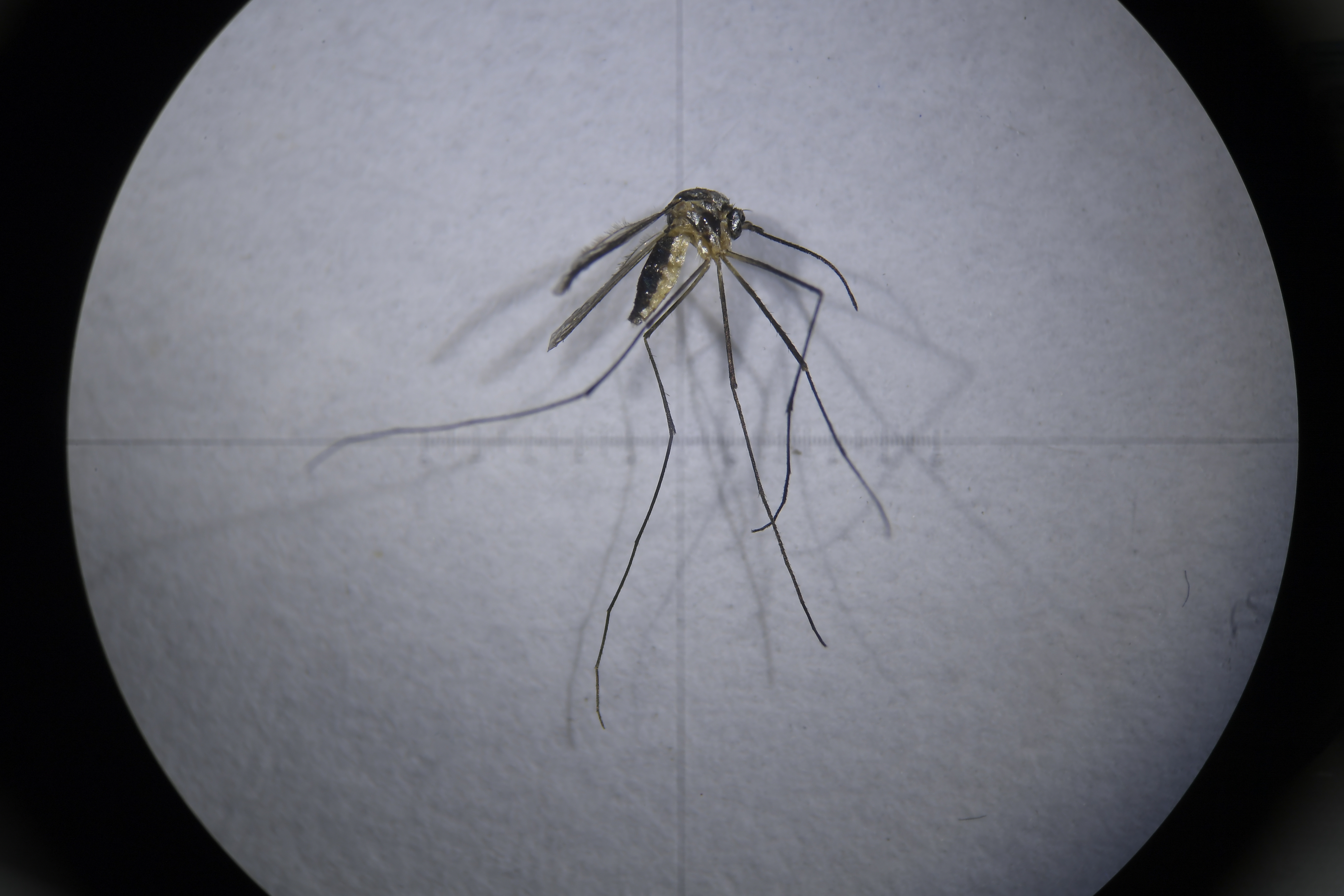 Conozca cinco plantas que pueden repeler a los mosquitos