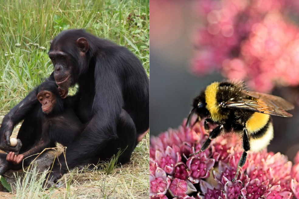 Se creía que esta habilidad era única de los humanos, pero fue observada en animales