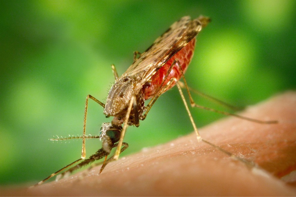 Surinam se convierte en el primer país amazónico libre de malaria