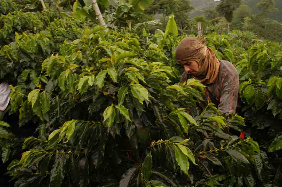 Actualmente, el precio promedio de una carga de café asciende a $465.000 y está recibiendo un subsidio estatal de $165.000. / Archivo