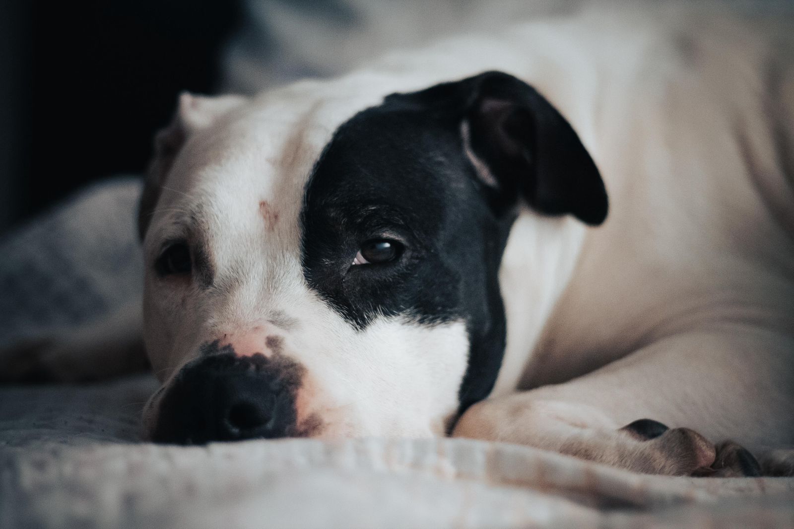 De Thor a Luna: los nombres favoritos para pitbulls en el país