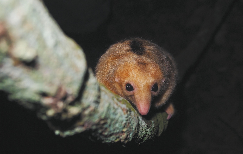 Así se trabaja en la conservación de los osos hormigueros en Colombia