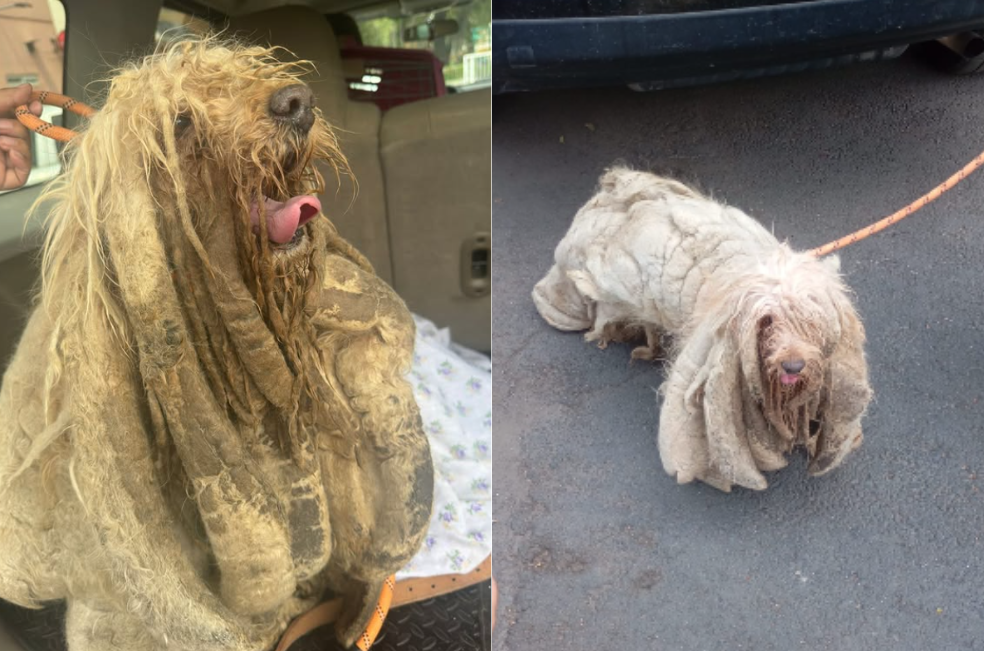 El rescate de Soñador, un perrito que estuvo diez años abandonado en una terraza