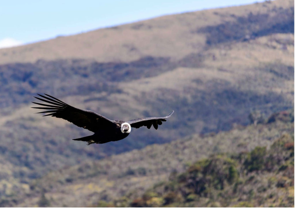 Hombre vs cóndor: la batalla que tiene en jaque al Rey de los Andes