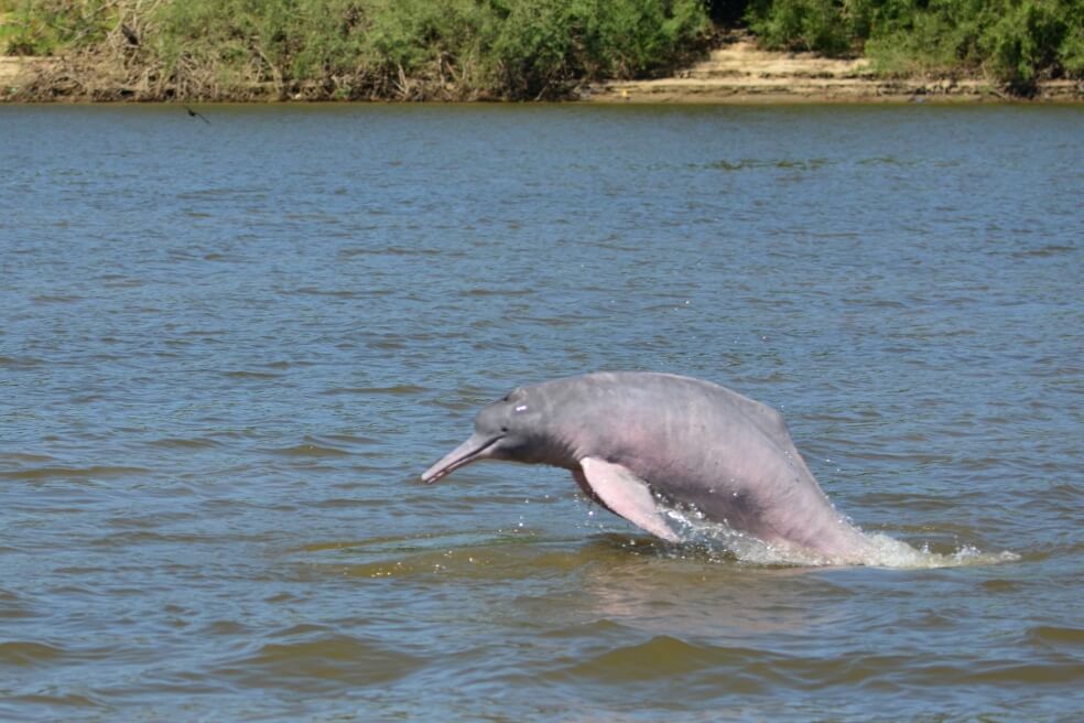 Recorren el río Orinoco y Vichada para entender cómo proteger manatíes y delfines