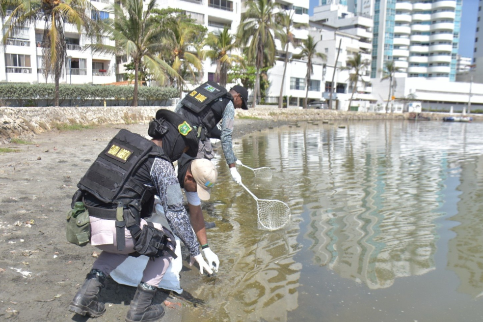 Autoridades recogieron cientos de peces muertos en prestigioso barrio de Cartagena