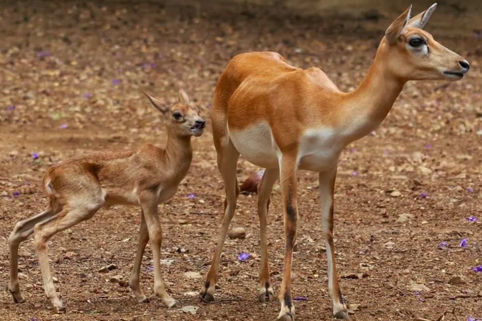 Tragedia en el Zoológico de Cali: animales mueren por los estruendos de la pólvora