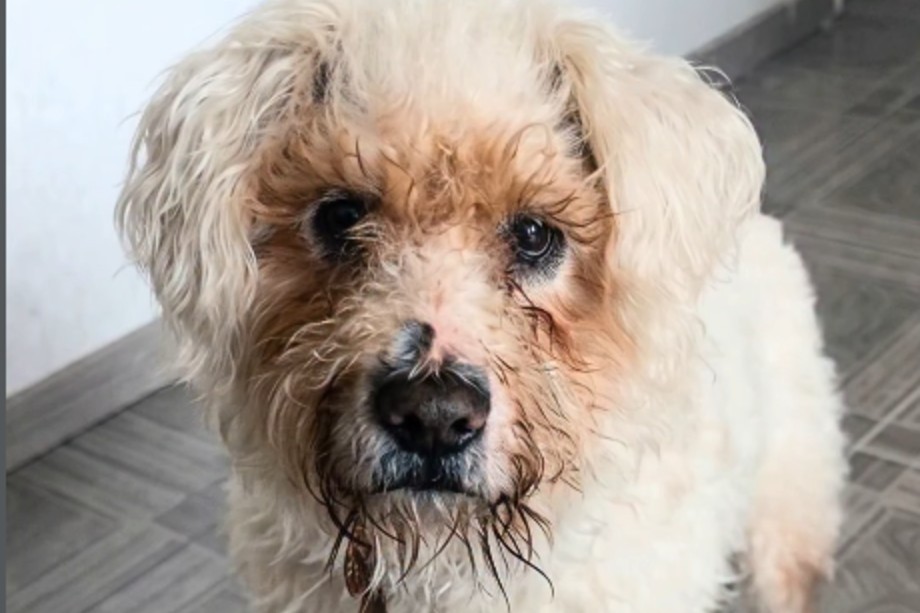 Buscan hogar urgente para Rufito: un perro de 8 años en riesgo de eutanasia