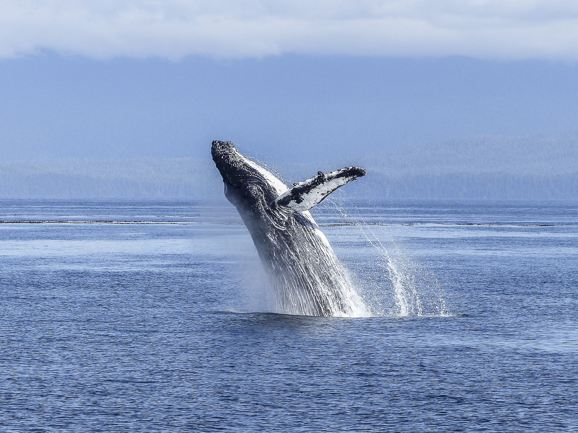 ¿Cuál es el mejor mes para ver ballenas en Colombia?