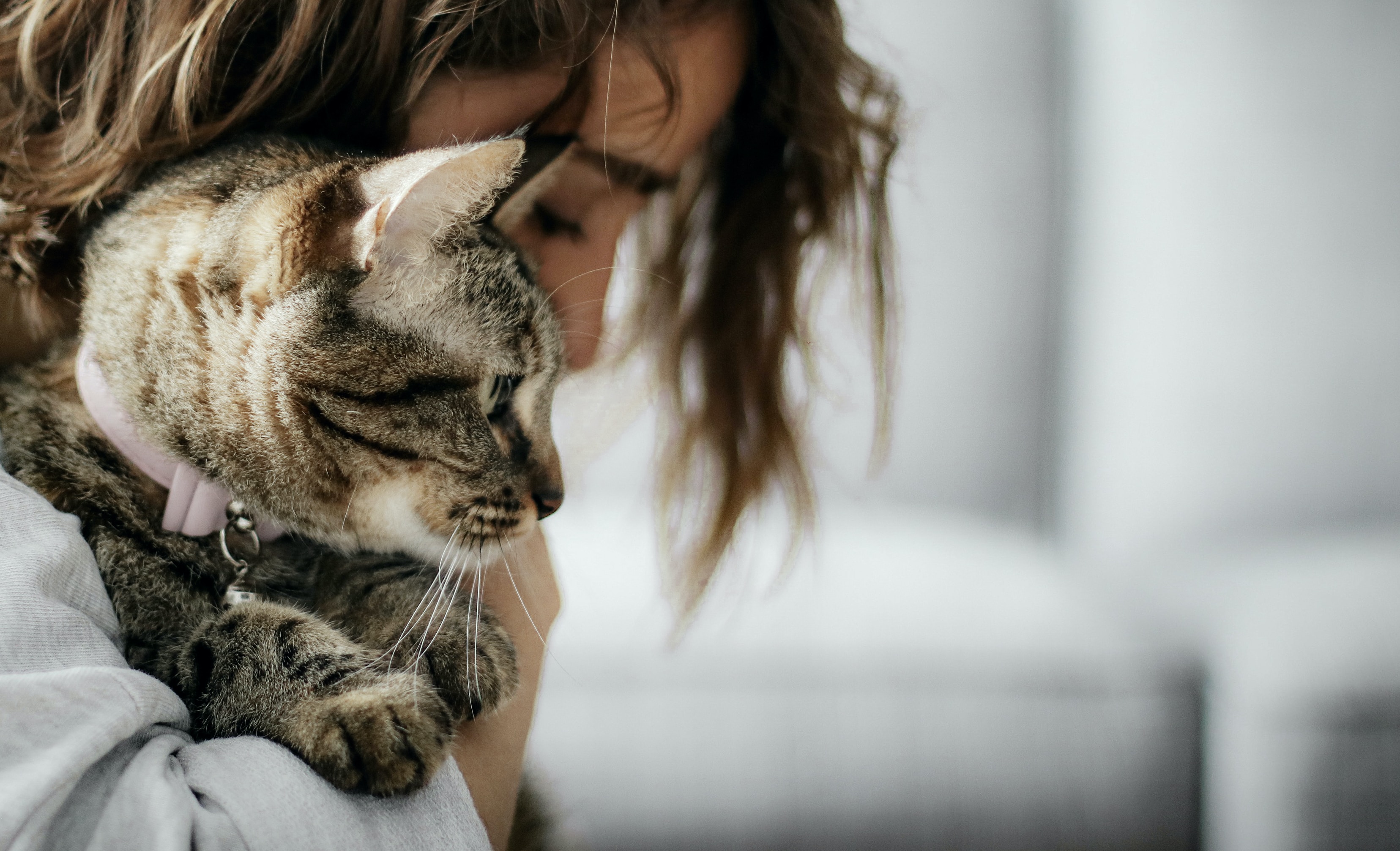 Maltrato animal y doméstico: ¿existe alguna relación entre ambos tipos de violencia?
