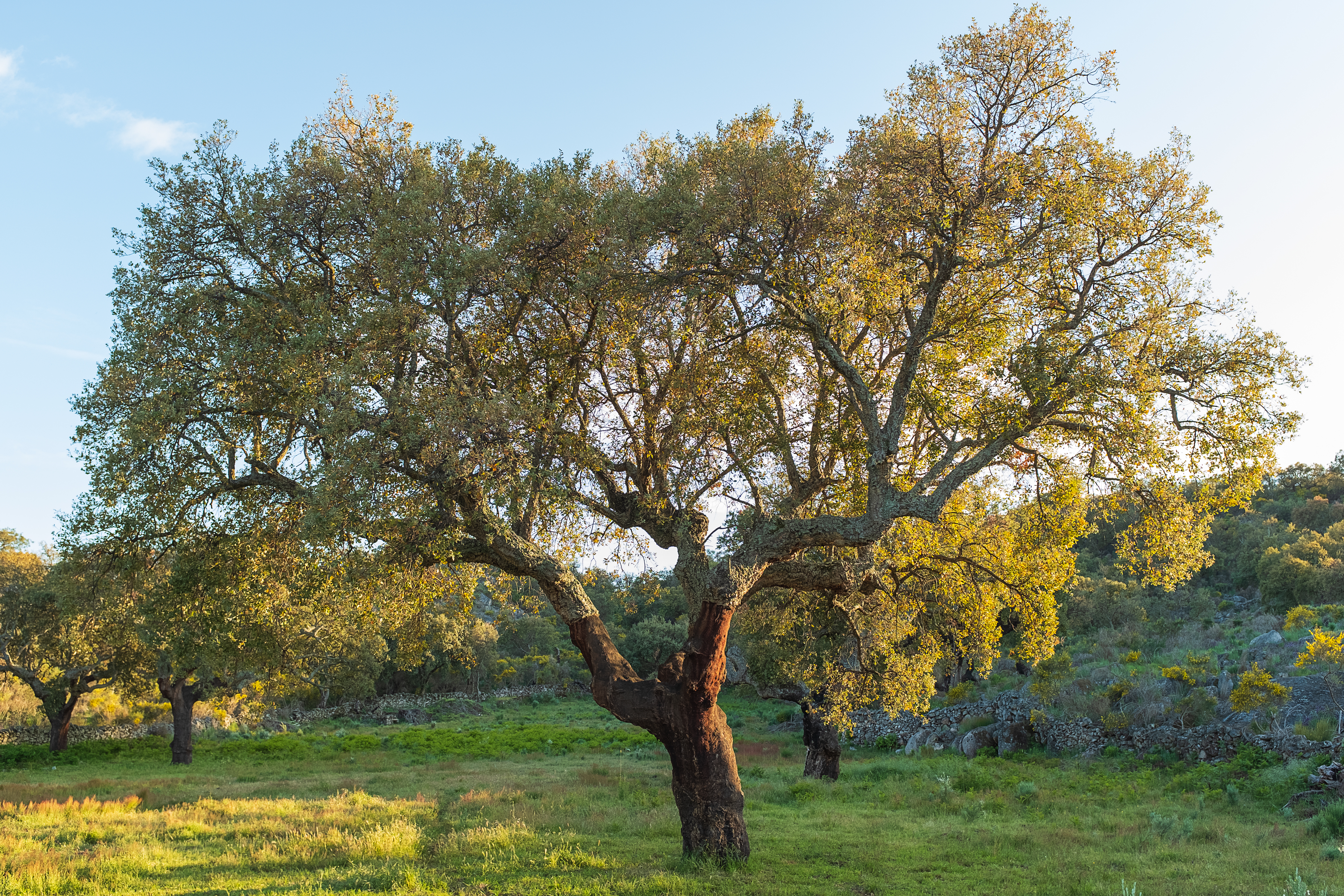 Una planta tradicionalmente utilizada para teñir es el Olea europaea. Este árbol, que puede alcanzar hasta 15 metros de altura, es ampliamente reconocido por su fruto —la aceituna— y su importancia en la gastronomía. Sin embargo, en el mundo de los tintes naturales, son sus hojas las que cobran protagonismo, ya que permiten obtener tonos suaves como beiges, cremas e incluso amarillos pálidos, aportando una paleta sutil y elegante a los textiles.
