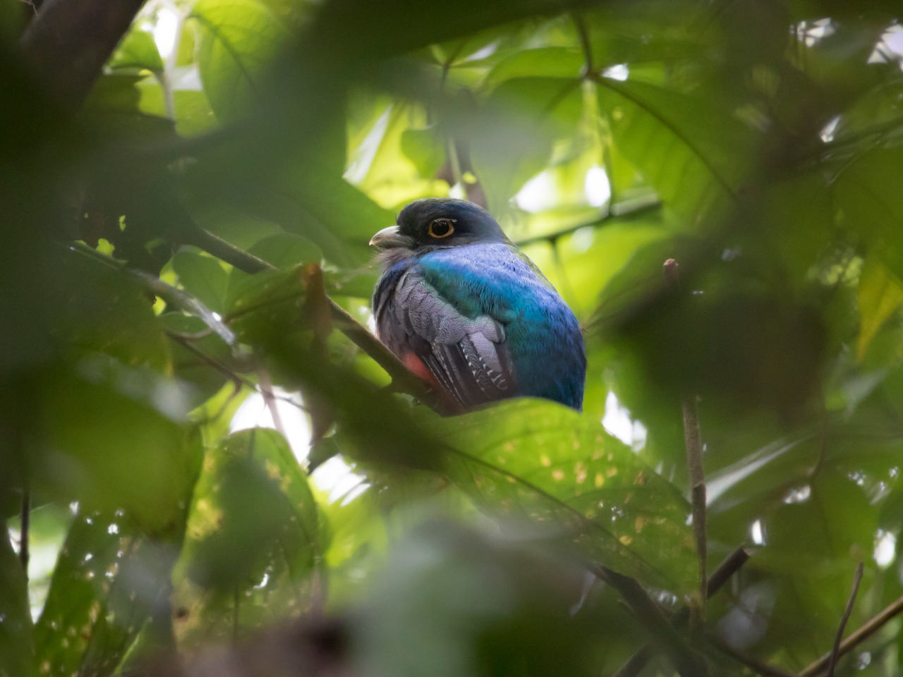 Pie de foto: Una de las 346 especies reportadas en el sector conocido como El Descance, en Santa Rosa Cauca.​Oscar Darío Erazo-Fotoclub de Popayan.