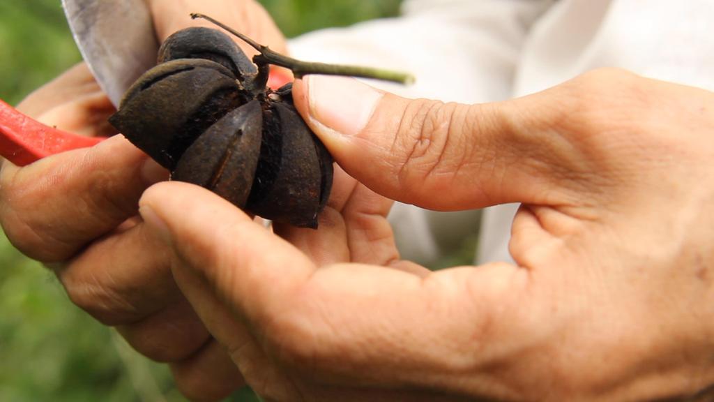 Sacha Inchi: la semilla de paz que Colombia quiere plantar en el mundo