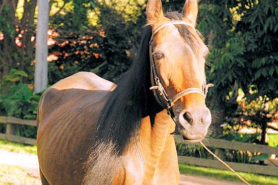 Se inicia sacrificio de miles de caballos salvajes en Australia