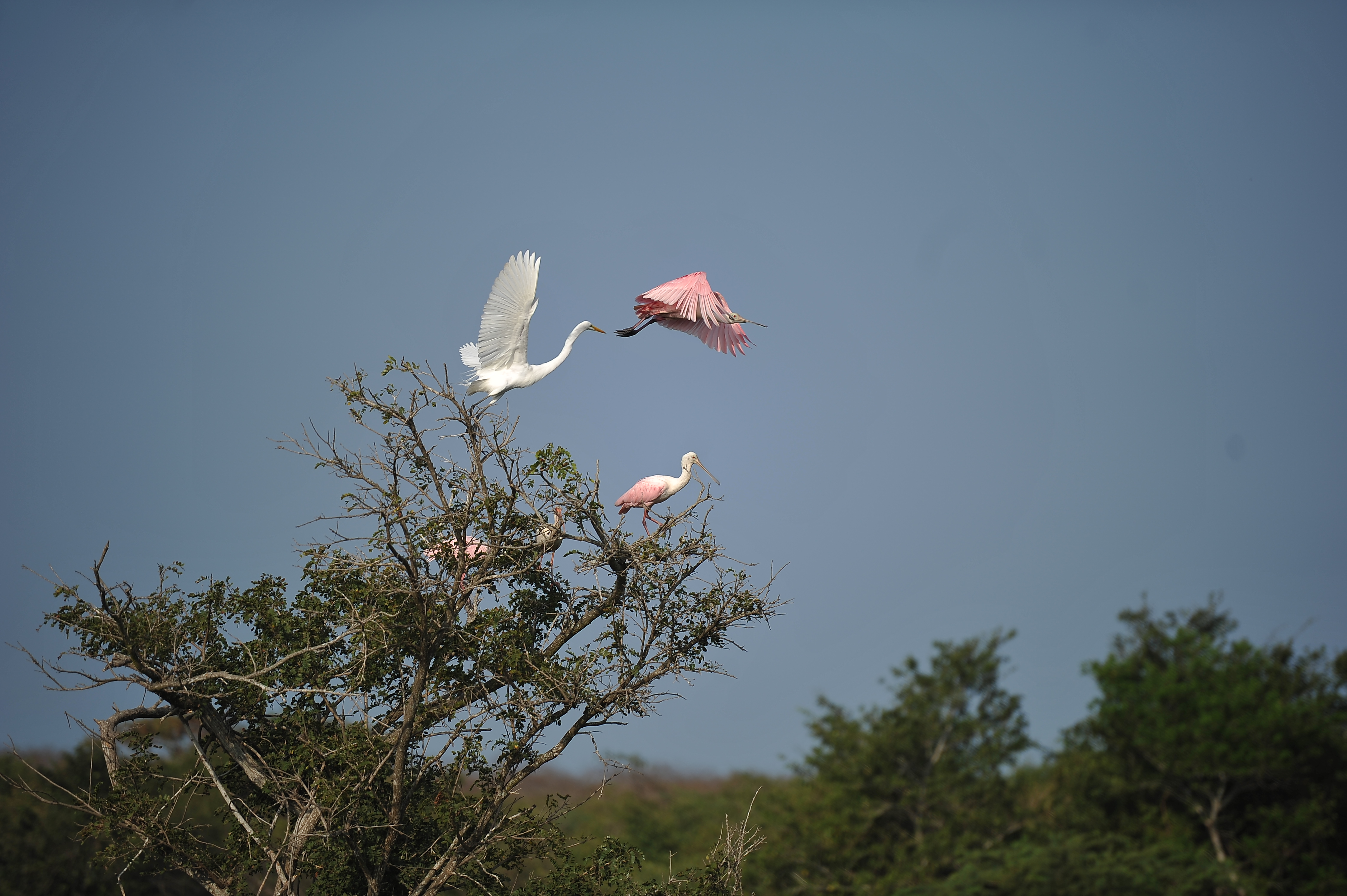 Flamenco rosado, afectado por construcción de parques eólicos en La Guajira