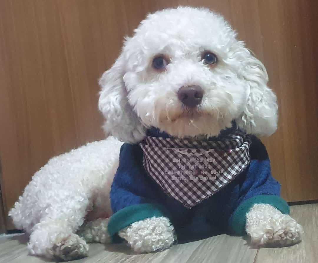 Es un french poodle pequeño y de pelaje blanco.