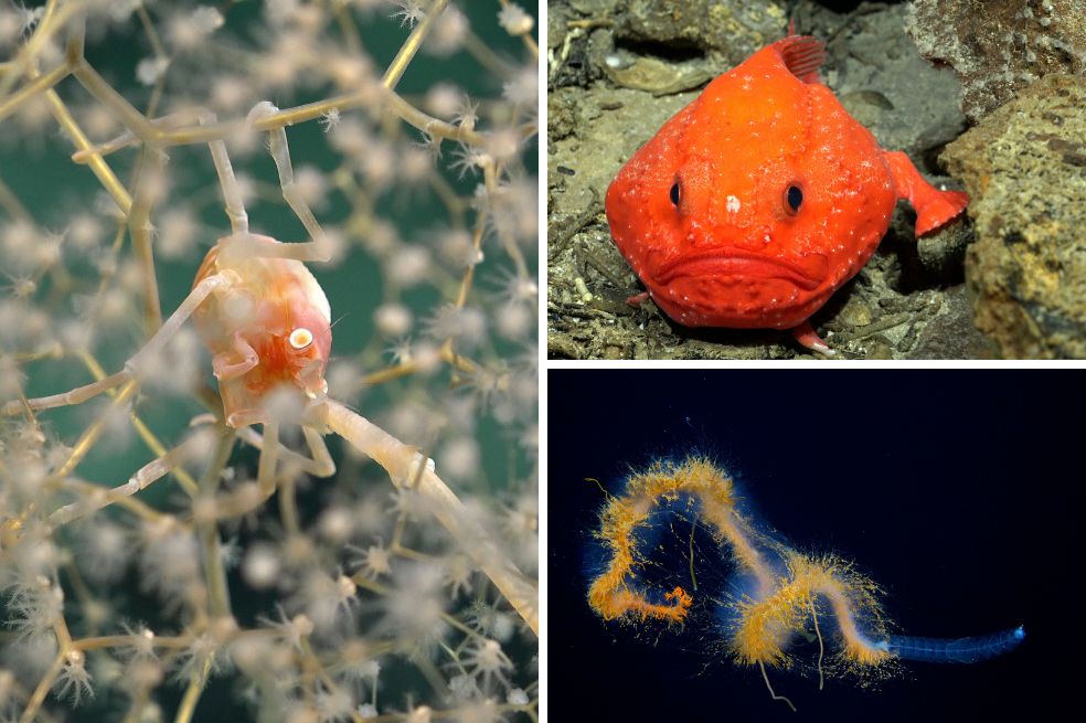 En una de las zonas más inexploradas del planeta hallan 50 especies, al parecer, nuevas