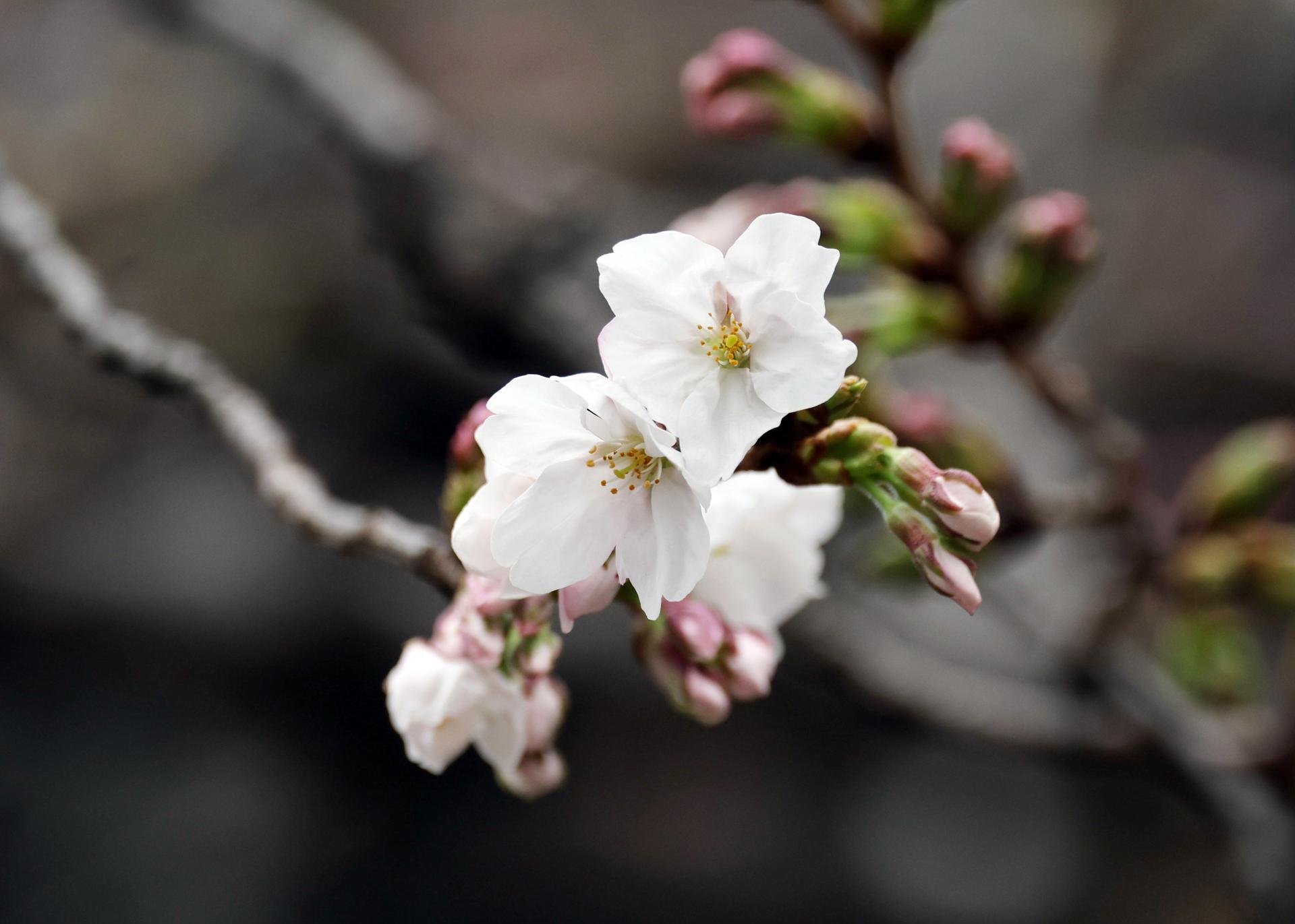 Cerezos en flor en Tokio 2026: el hanami llega adelantado y emociona a Japón