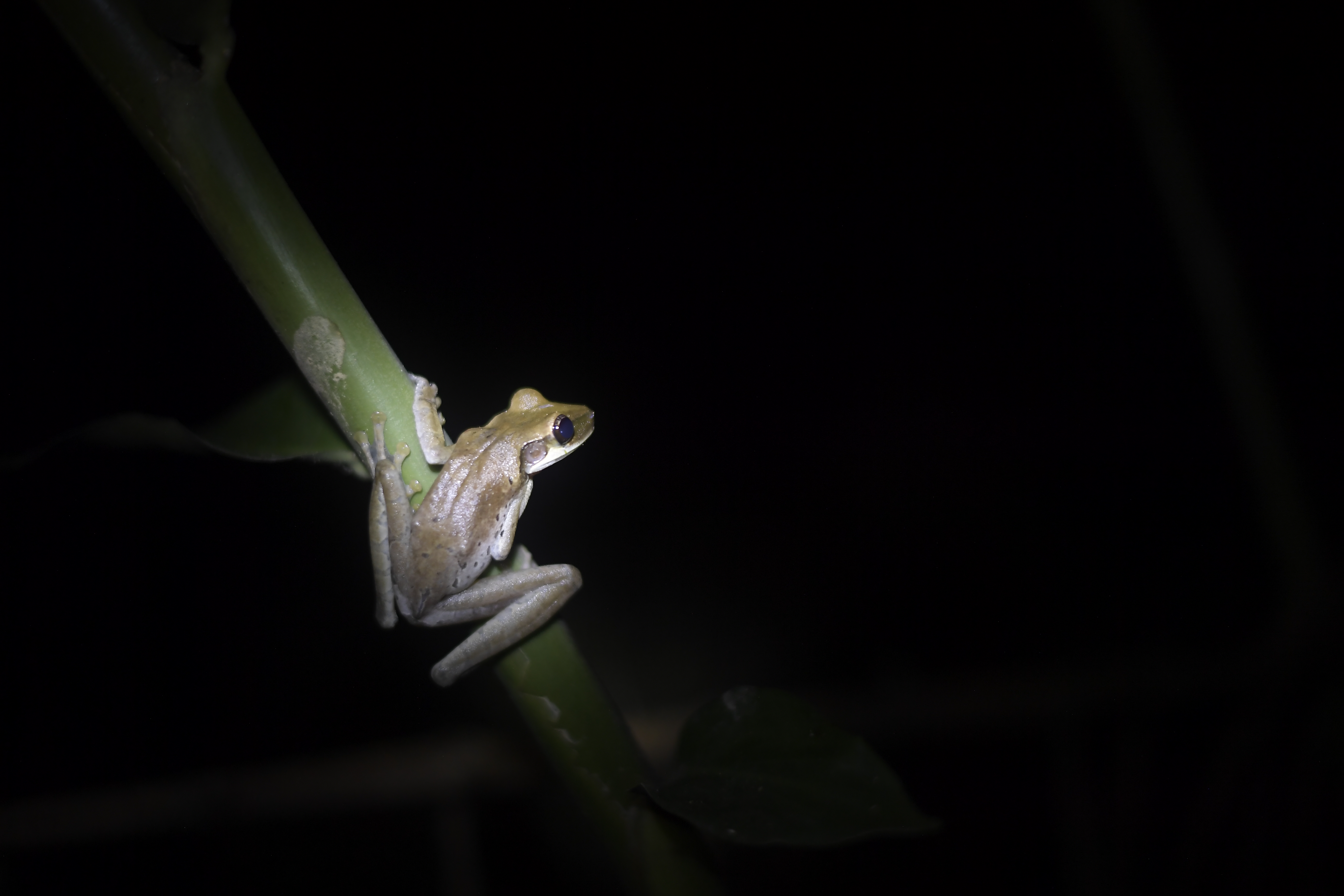 ¿Tiene proyectos innovadores en biodiversidad? Hay hasta $ 10 millones para usted