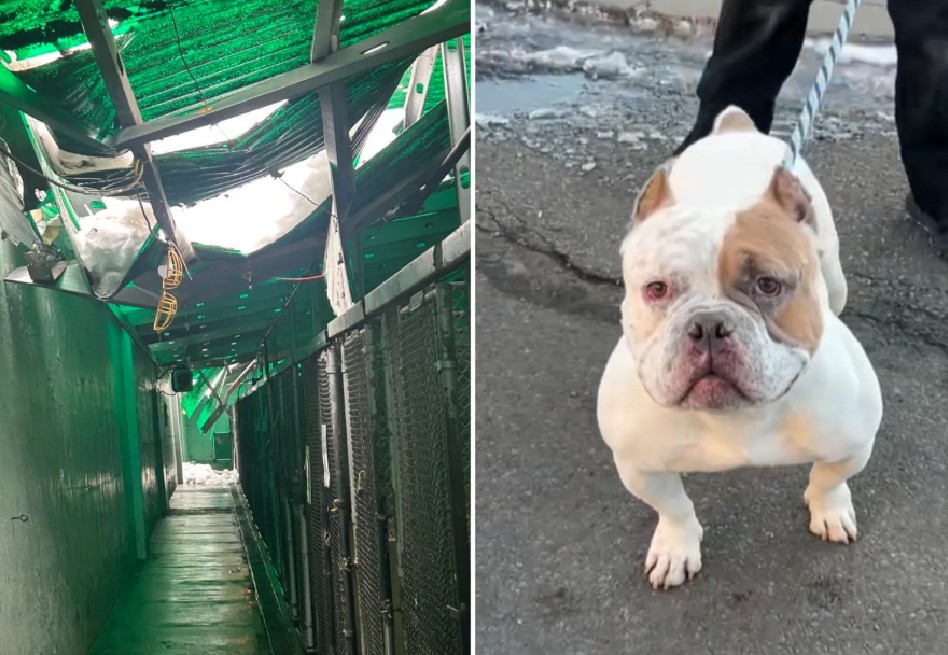 Colapso del techo de un refugio deja a decenas de perros en urgente búsqueda de hogares
