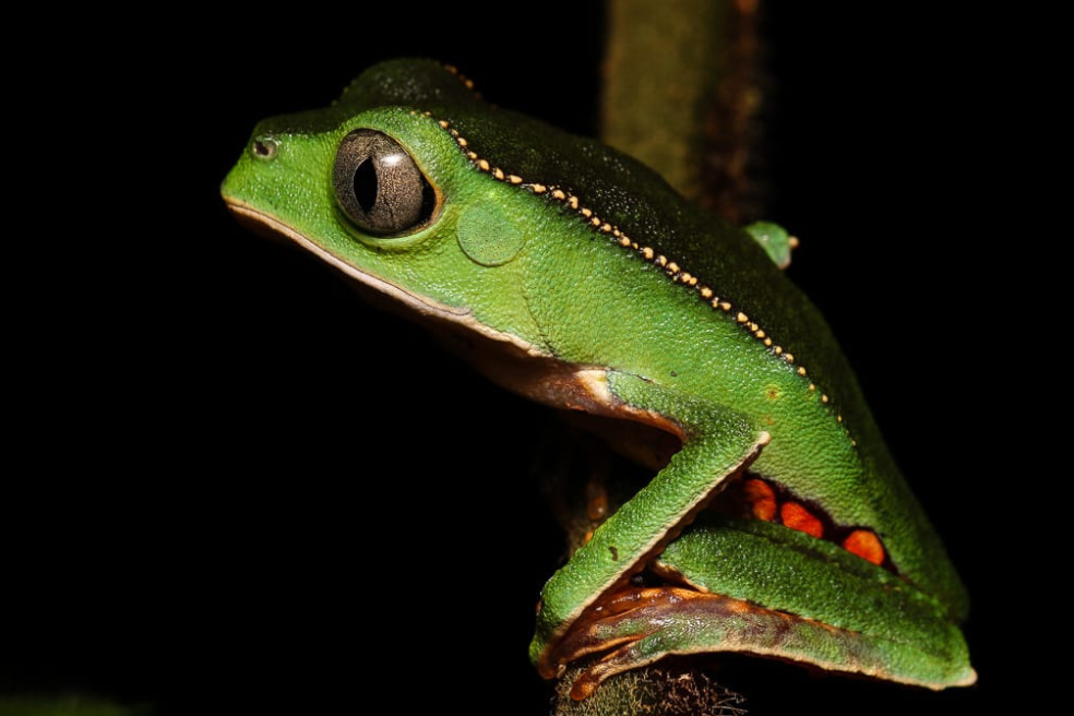 Según WWF, desde 199 se han realizado la descripción de 2.200 nuevas especies de fauna.