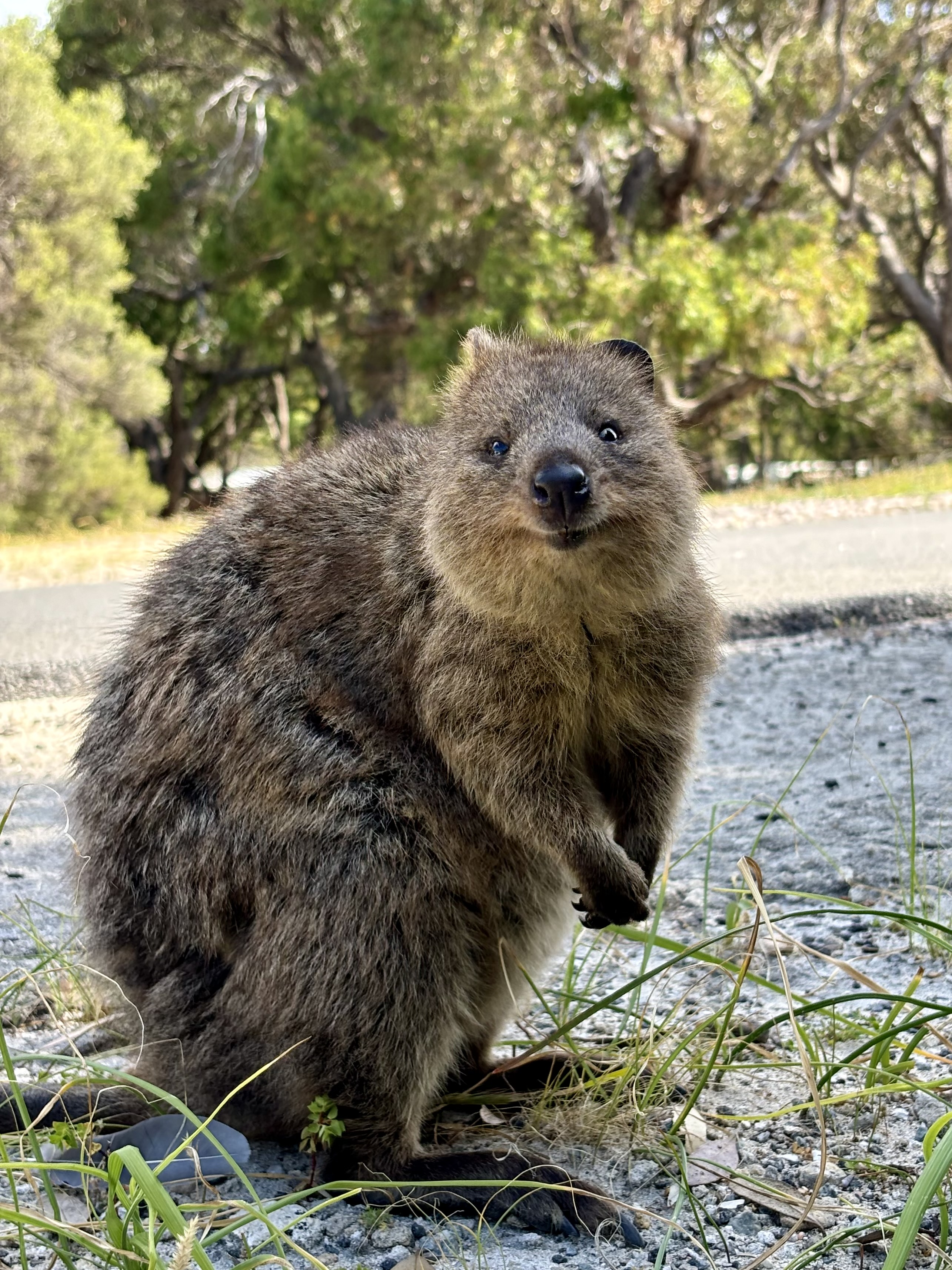 Quokka, el animal más feliz del mundo