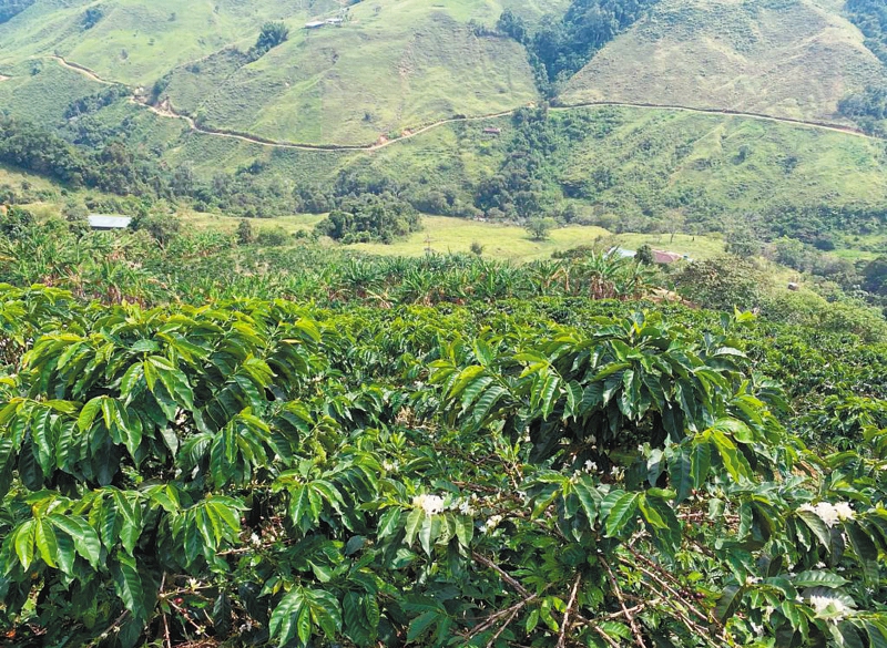 El café se toma el Caquetá y lo endulza con nuevas oportunidades