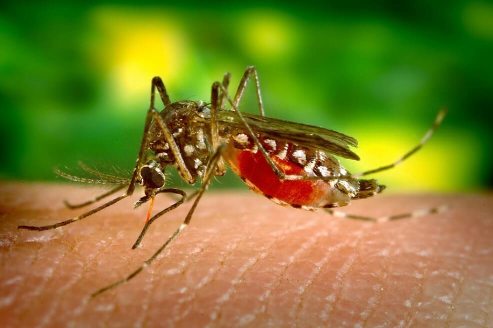 Zika, chikunguña y dengue: casi 500.000 años de vida perdidos