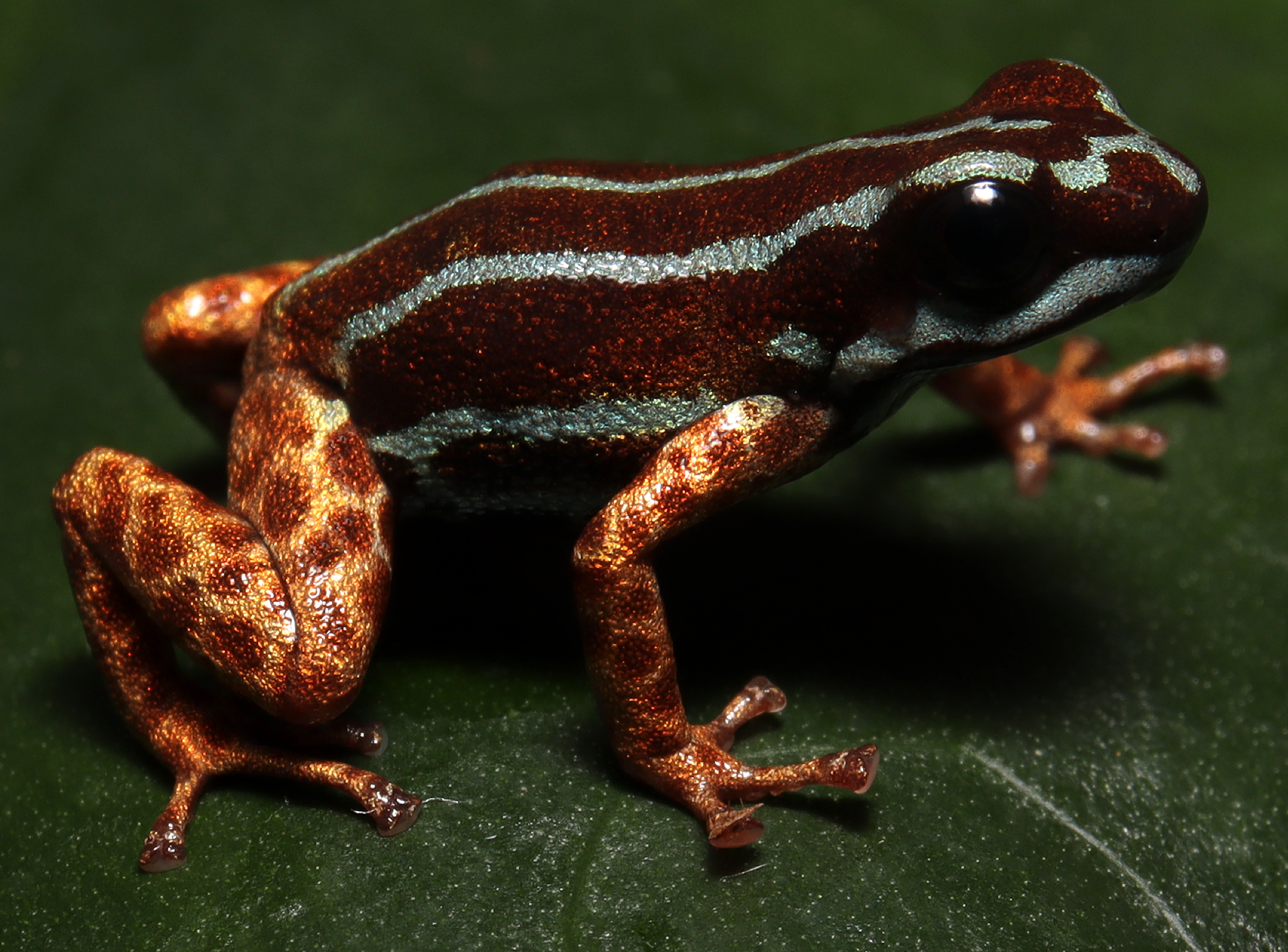 Descubren una especie “celestial” de rana dardo en la Amazonía