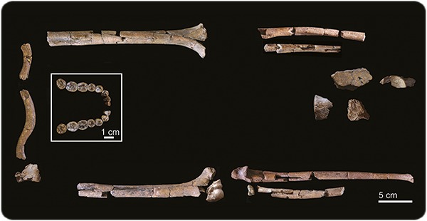 Fósil de dos millones de antigüedad da nuevas pistas sobre nuestros primeros ancestros