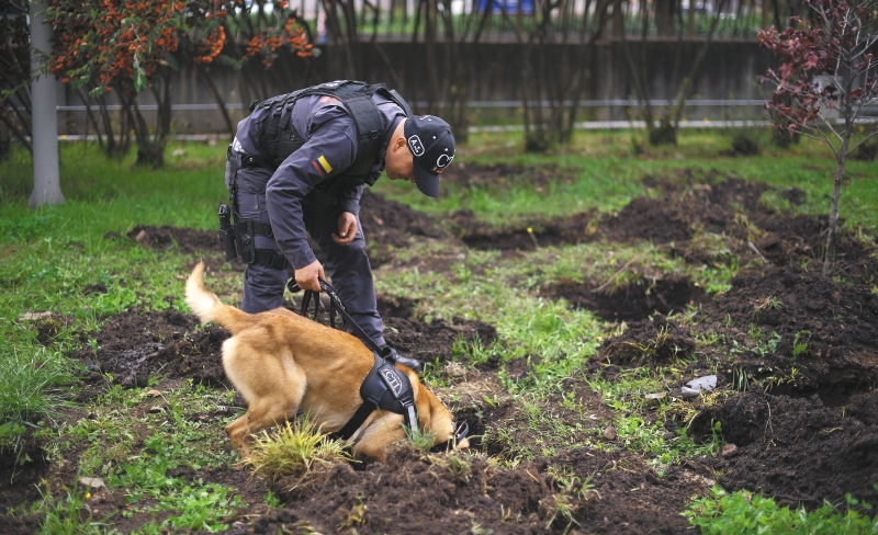 Los perros que buscan a los desaparecidos del conflicto armado