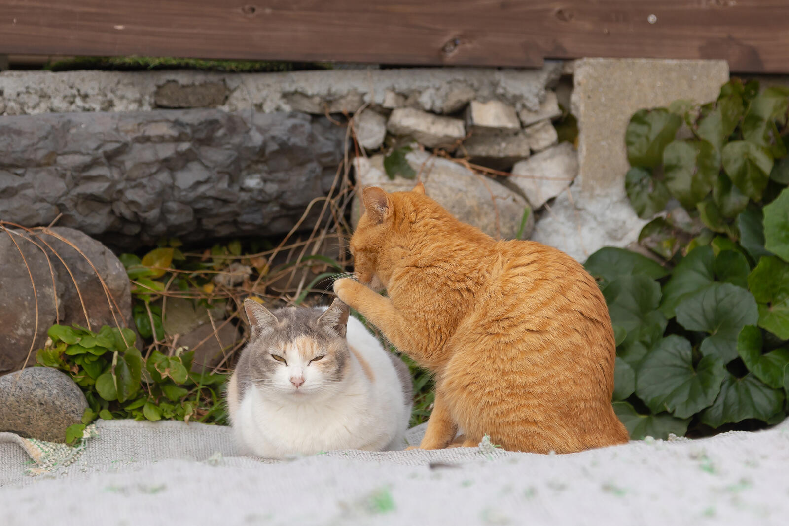 “No escuchaste esto de mí, pero”, fotografía tomada por Kenichi Morinaga. Los gatos son seres misteriosos y esta imagen es el mejor ejemplo. “¿Estarán planeando dónde ir a pescar en Islandia?”, fue la pregunta que se hizo el fotógrafo japonés al tomar la foto.
