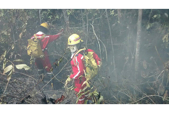 Mueren osos perezosos en Santander por incendios forestales