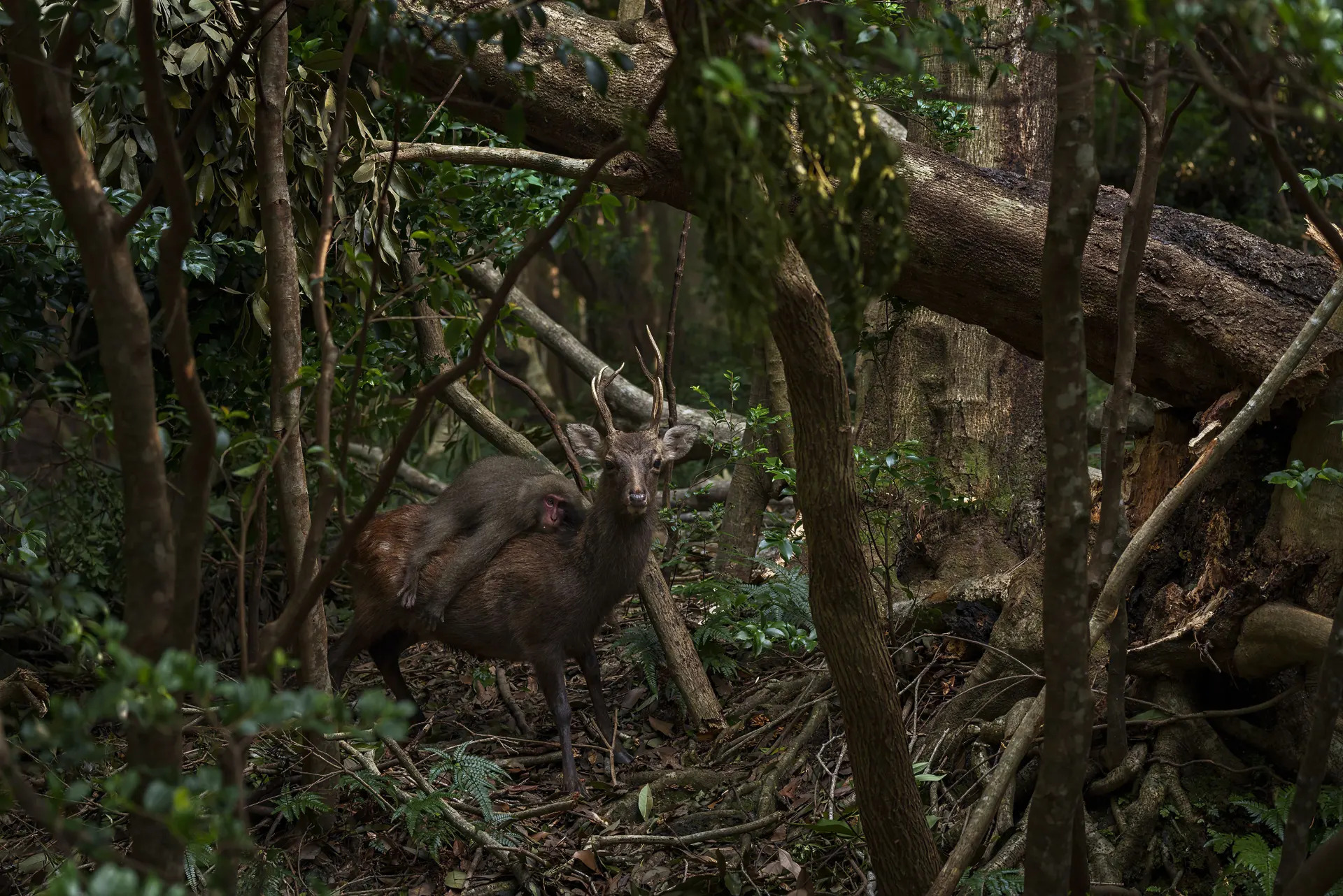 Las mejores fotos de la vida silvestre en 2023