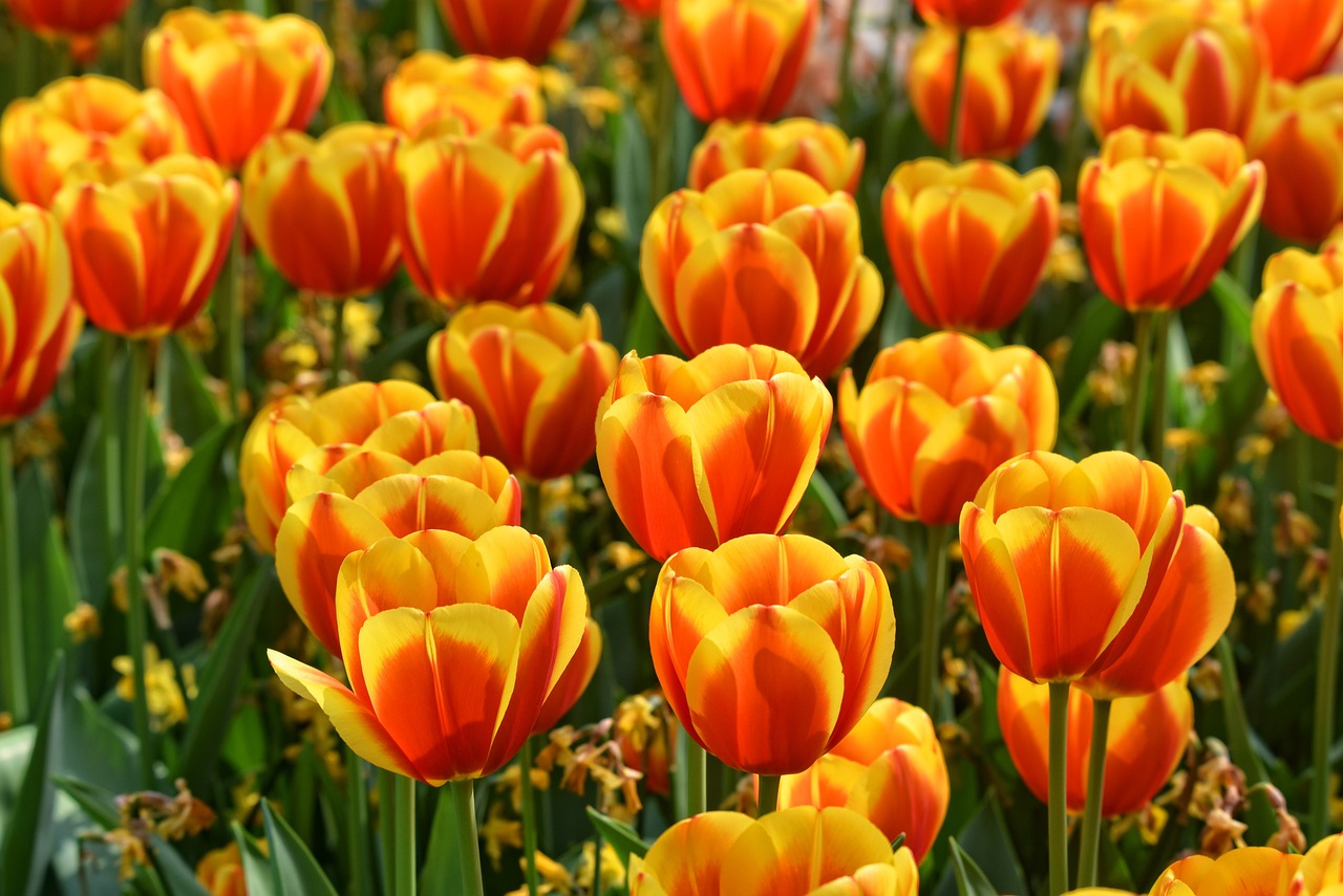 ¿Cómo conservar los bulbos de los tulipanes?