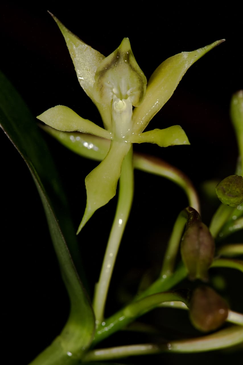 Orquídeas descubiertas
