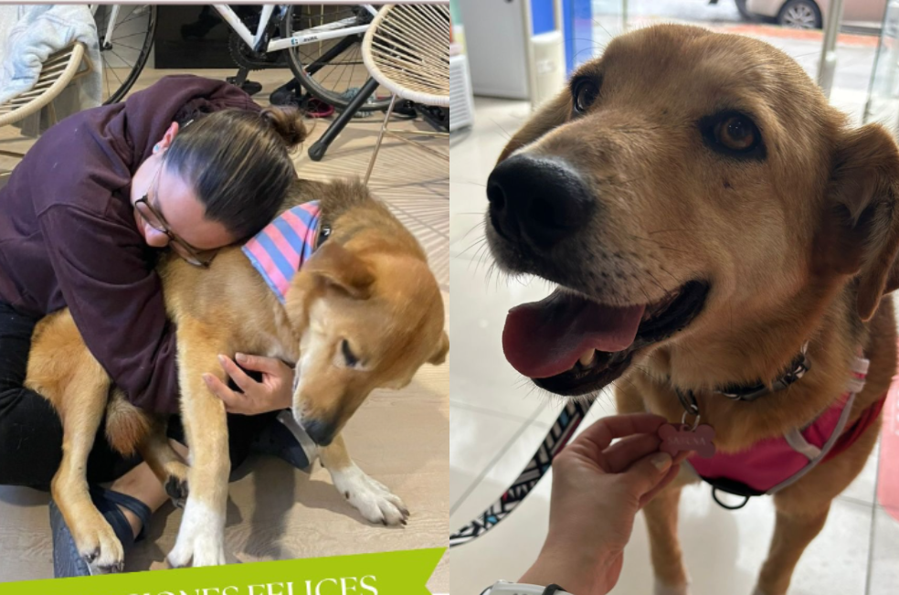 Sabrina, una perrita adulta que espero cinco años una familia