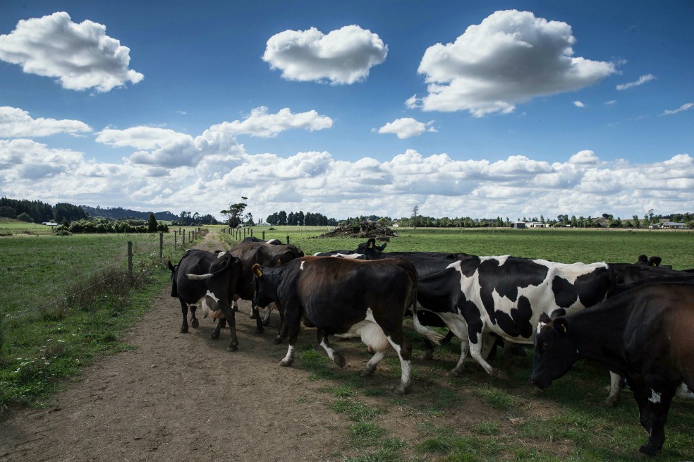 Ganaderos, preocupados por bajo precio internacional de la leche