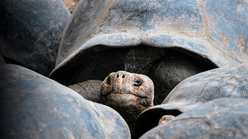 Una tortuga de 135 años acaba de ser papá
