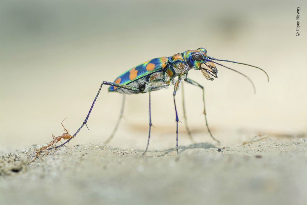 “The Last Bite”, fotografía ganadora en la categoría: Portafolio de Fotografía de Vida Salvaje.