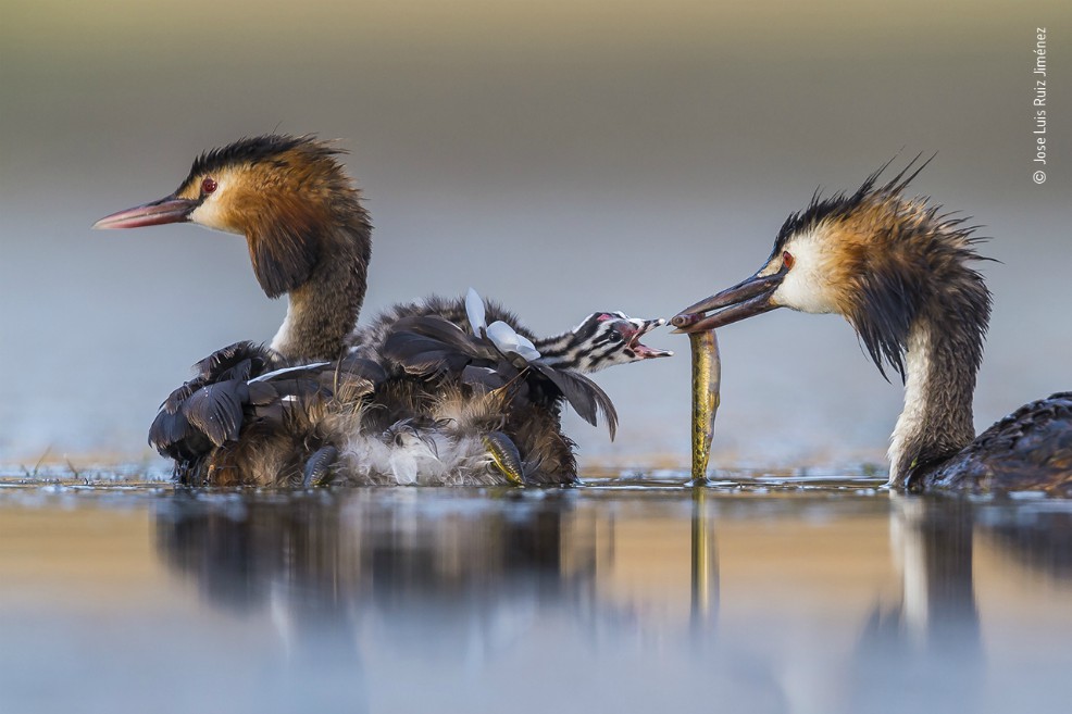 “Great Crested Sunrise”, fotografía ganadora en la categoría Comportamiento: Pájaros