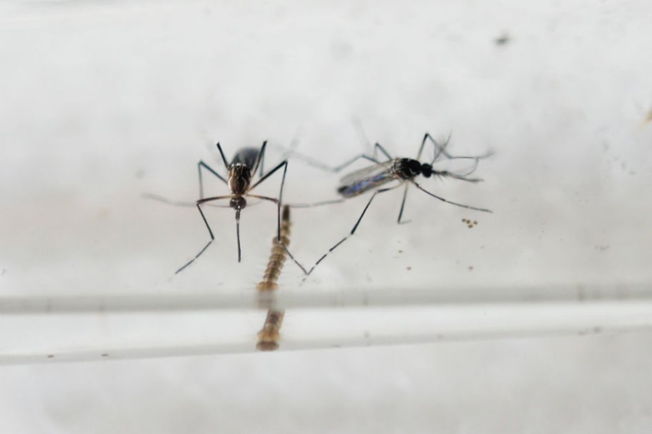 Autoridades mundiales de salud se movilizan ante la amenaza del zika